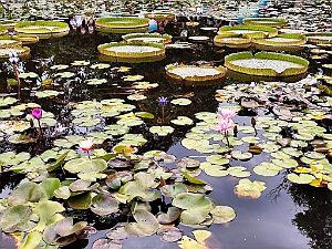 KUNMING - Parc Daguan - 093